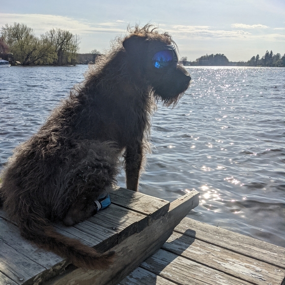 ✨ ⭐ ✨JULY UPDATE! ⭐  Brownie Dog 🐾💕🐾 #fairygodmothersdog - Picture 7 of 8